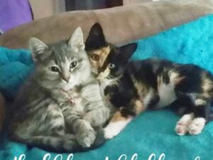 Photo of Valerie M. Chan Photo of Valerie M. Chan